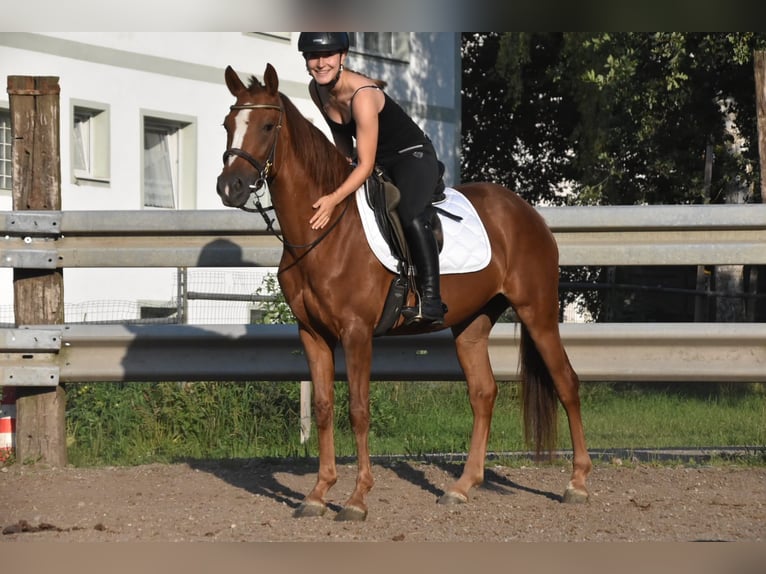 Spaans sportpaard Merrie 3 Jaar 154 cm Donkere-vos in Arnstorf