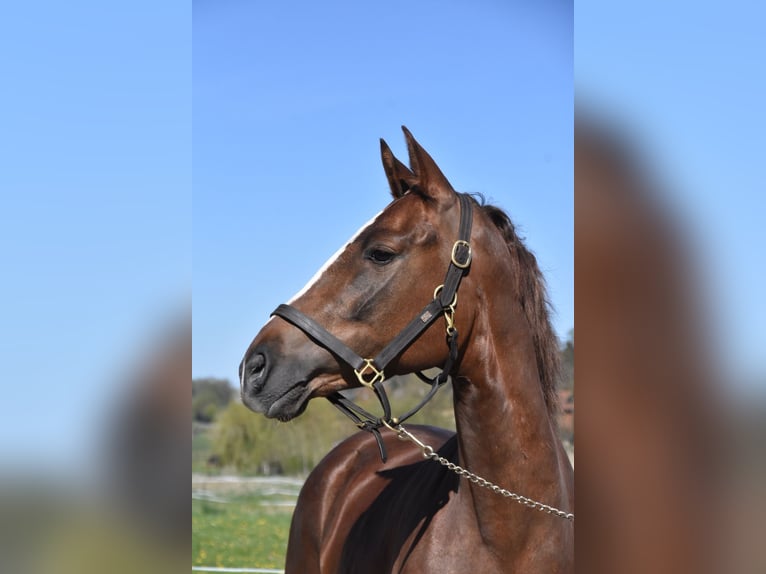 Spaans sportpaard Merrie 3 Jaar 154 cm Donkere-vos in Arnstorf