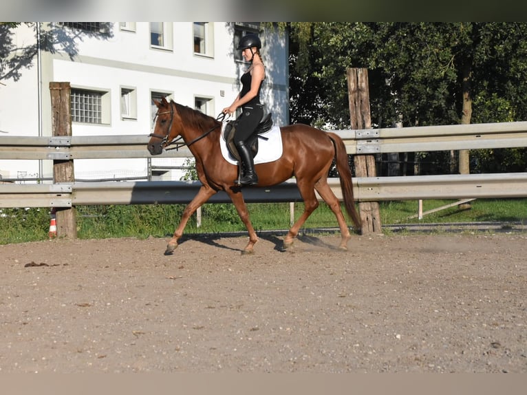Spaans sportpaard Merrie 3 Jaar 154 cm Donkere-vos in Arnstorf