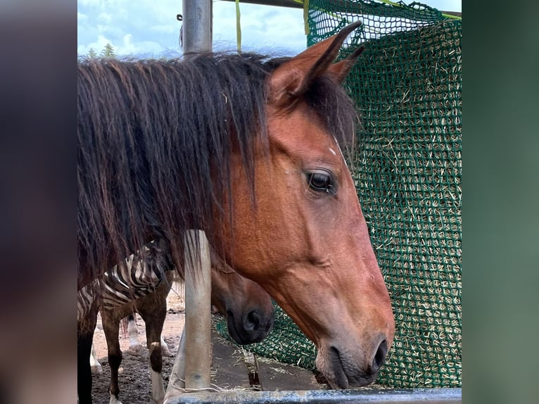 Spaans sportpaard Merrie 3 Jaar 155 cm Falbe in Bad Feilnbach