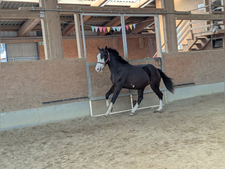 Spaans sportpaard Merrie 3 Jaar 158 cm Donkerbruin in Wangen im Allgäu