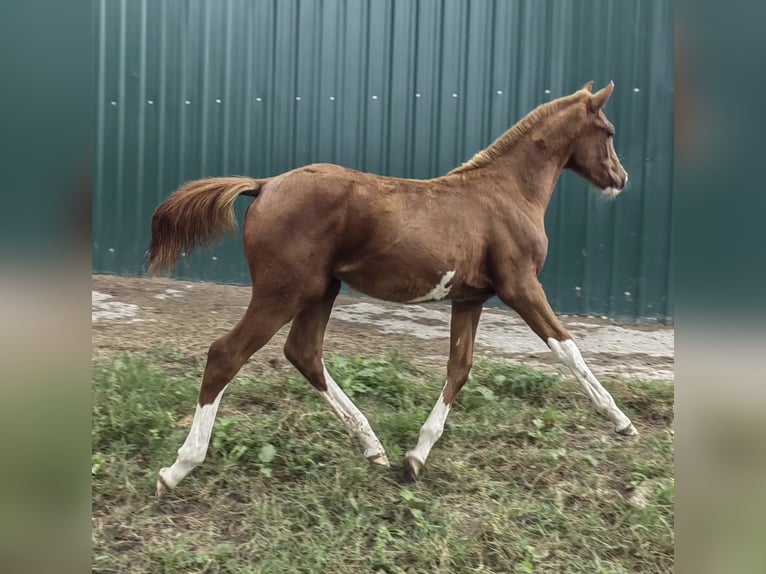 Spaans sportpaard Merrie 3 Jaar 158 cm Vos in Gerena
