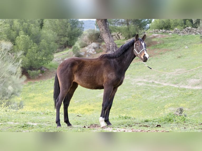 Spaans sportpaard Merrie 3 Jaar 160 cm Roodbruin in NAVAS DEL MADRONO