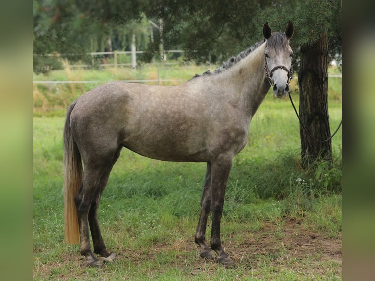 Spaans sportpaard Merrie 3 Jaar 160 cm Schimmel in Eickhog