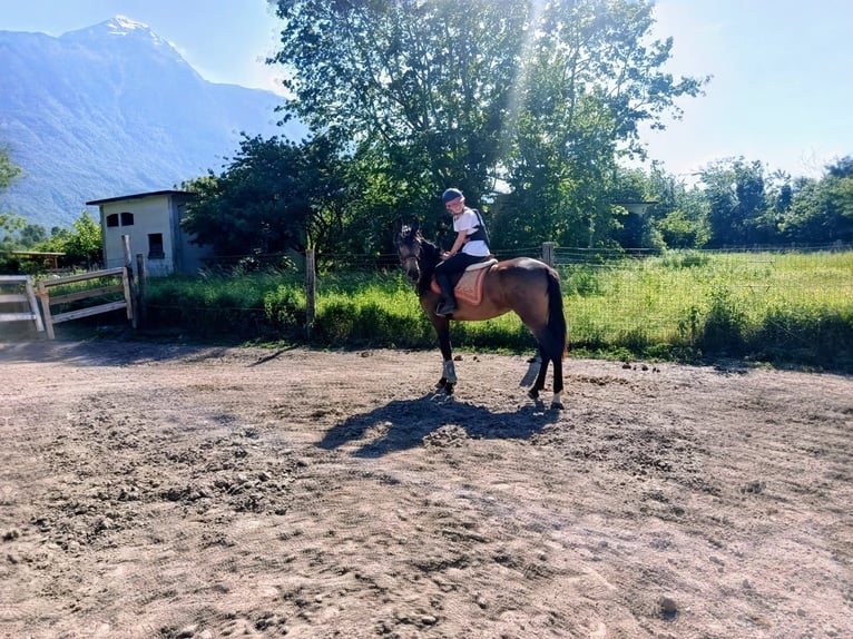 Spaans sportpaard Merrie 3 Jaar 163 cm  in Dubino