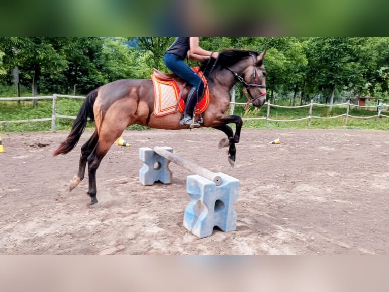 Spaans sportpaard Merrie 3 Jaar 163 cm  in Dubino