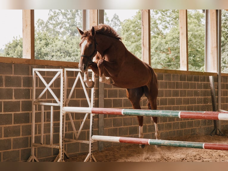 Spaans sportpaard Merrie 3 Jaar 165 cm Vos in A Coruña
