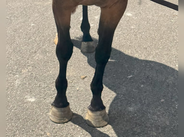 Spaans sportpaard Merrie 3 Jaar 169 cm Bruin in Madrid