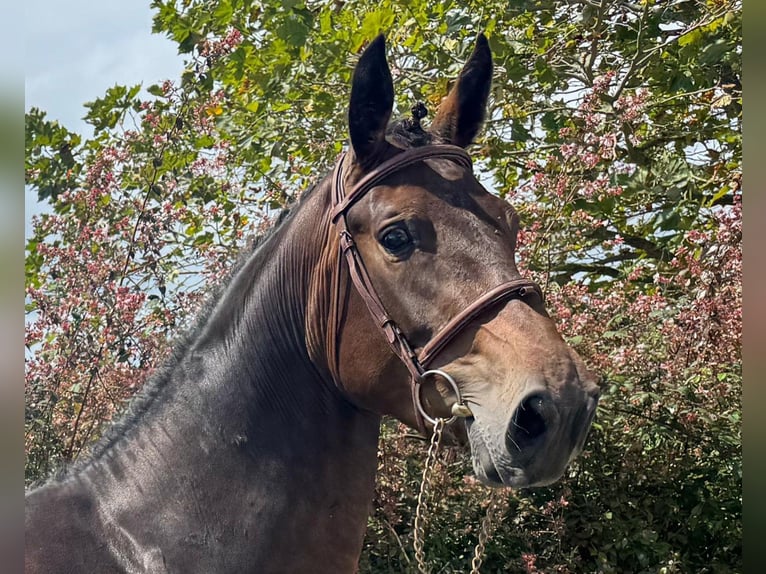Spaans sportpaard Merrie 3 Jaar 169 cm Bruin in Madrid
