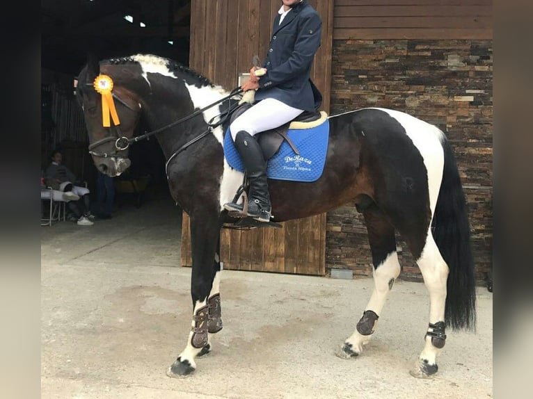 Spaans sportpaard Merrie 3 Jaar 170 cm Gevlekt-paard in La Cañada de san Urbano