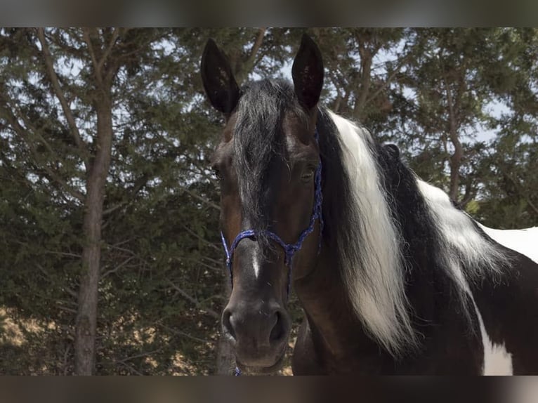 Spaans sportpaard Merrie 3 Jaar 170 cm Gevlekt-paard in La Cañada de san Urbano