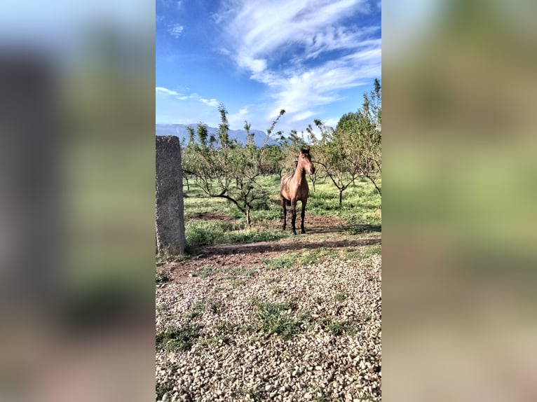 Spaans sportpaard Merrie 3 Jaar Lichtbruin in Iznalloz