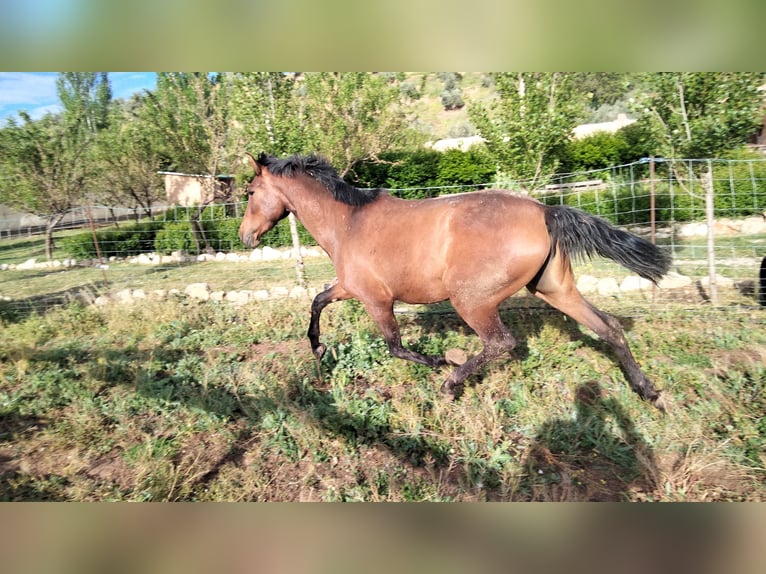 Spaans sportpaard Merrie 3 Jaar Lichtbruin in Iznalloz
