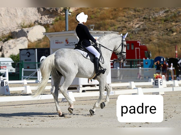 Spaans sportpaard Merrie 3 Jaar Schimmel in Las Uces