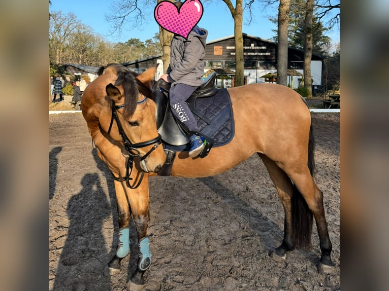 Spaans sportpaard Merrie 4 Jaar 153 cm  in huijbergen