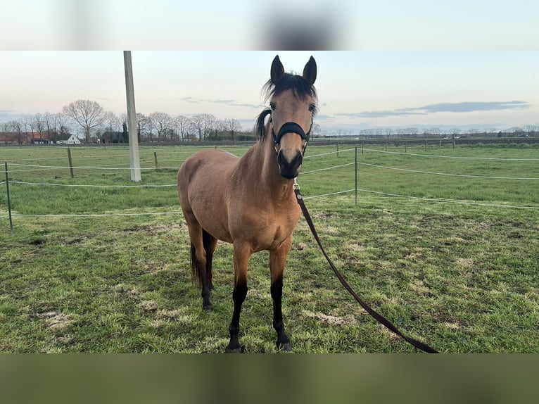 Spaans sportpaard Merrie 4 Jaar 153 cm  in huijbergen