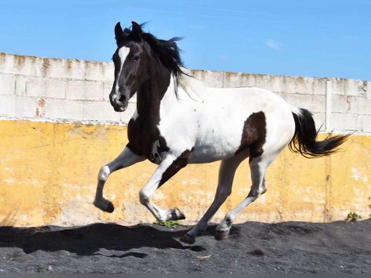 Spaans sportpaard Merrie 4 Jaar 156 cm Gevlekt-paard in Provinz Granada