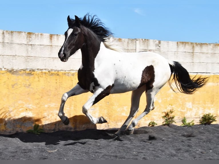 Spaans sportpaard Merrie 4 Jaar 156 cm Gevlekt-paard in Provinz Granada