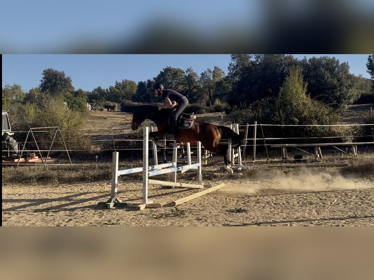 Spaans sportpaard Merrie 4 Jaar 157 cm Bruin in Ponferrada