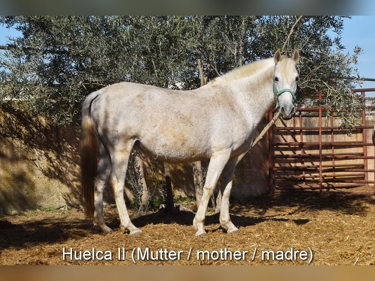 Spaans sportpaard Merrie 4 Jaar 159 cm Gevlekt-paard in Provinz Granada