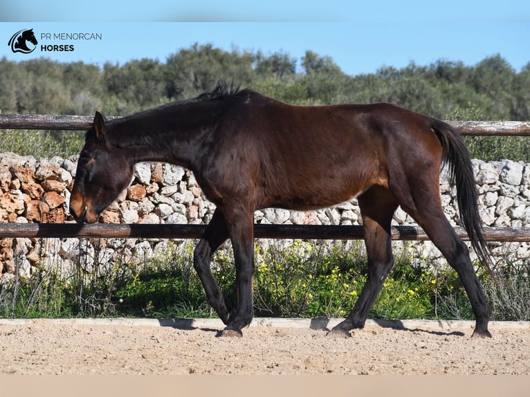 Spaans sportpaard Merrie 4 Jaar 160 cm Brauner in Menorca