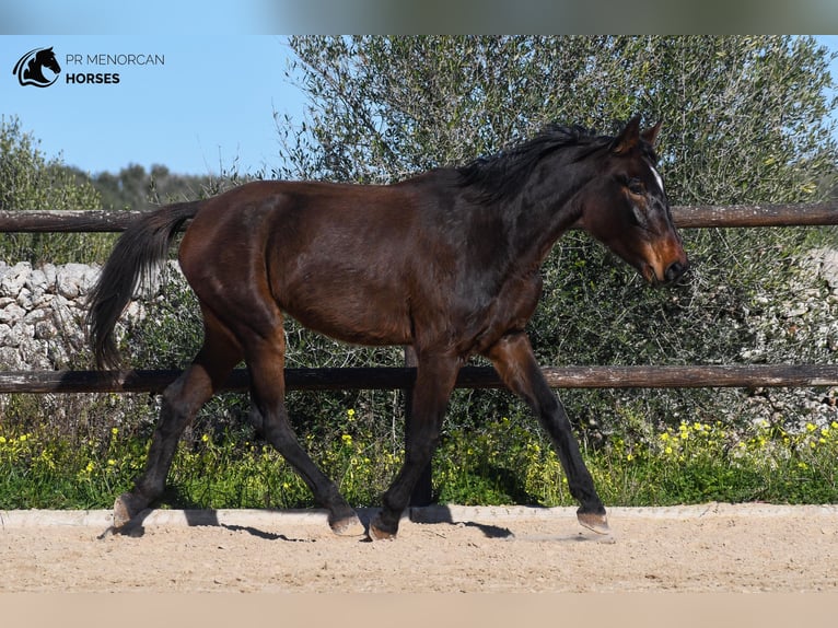Spaans sportpaard Merrie 4 Jaar 160 cm Brauner in Menorca