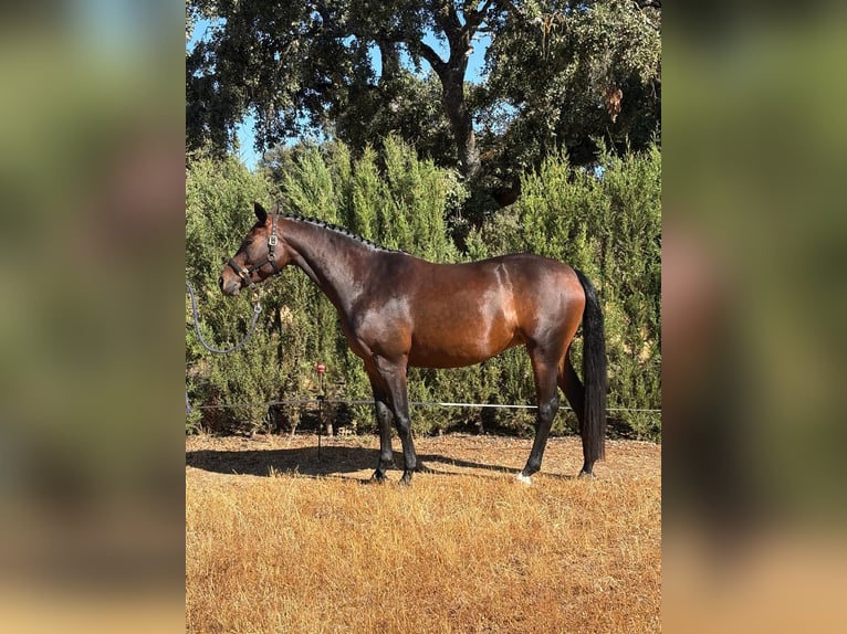 Spaans sportpaard Merrie 4 Jaar 160 cm Donkerbruin in Rosalejo