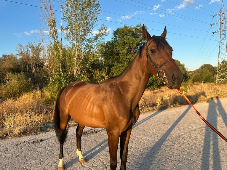 Spaans sportpaard Merrie 4 Jaar 160 cm Donkerbruin in Madrid