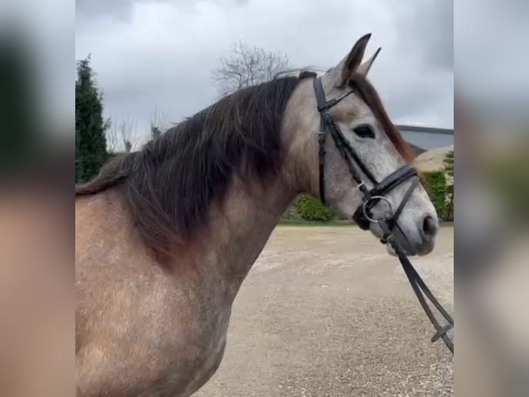 Spaans sportpaard Merrie 4 Jaar 160 cm kan schimmel zijn in Oud gastel