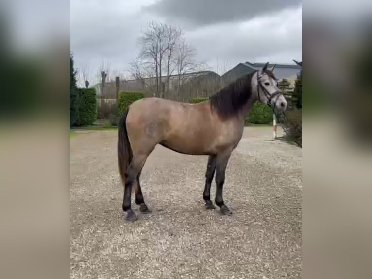 Spaans sportpaard Merrie 4 Jaar 160 cm kan schimmel zijn in Oud gastel