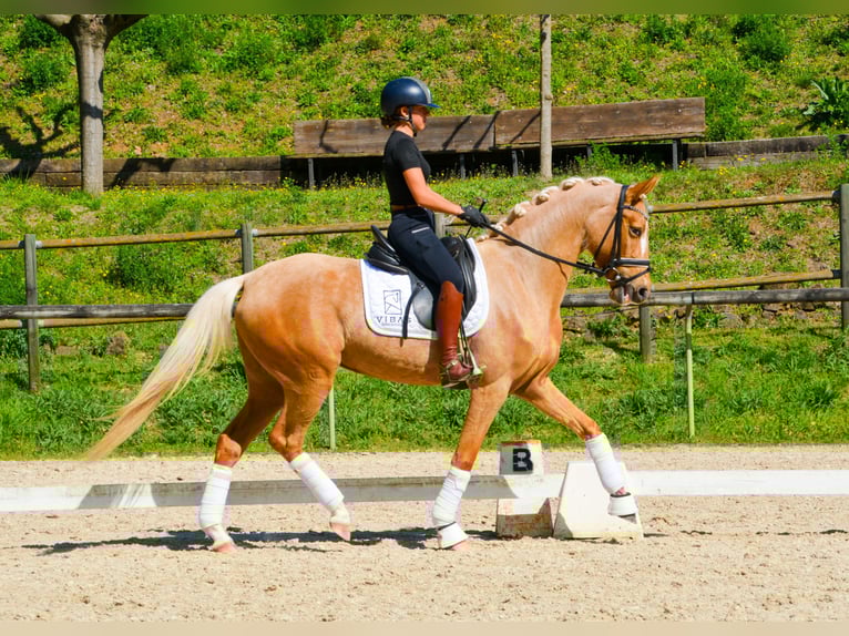 Spaans sportpaard Merrie 4 Jaar 161 cm Palomino in Casavells
