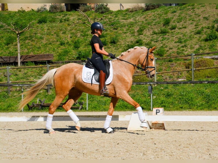 Spaans sportpaard Merrie 4 Jaar 161 cm Palomino in Casavells