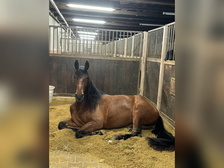 Spaans sportpaard Merrie 4 Jaar 162 cm Bruin in Seligenstadt