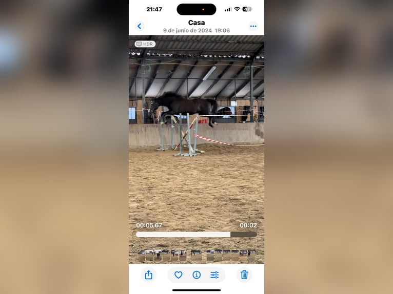 Spaans sportpaard Merrie 4 Jaar 163 cm in Liencres