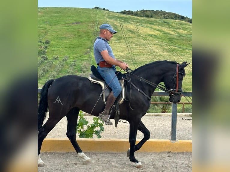 Spaans sportpaard Merrie 4 Jaar 165 cm Zwart in Villanueva De La Concepcion
