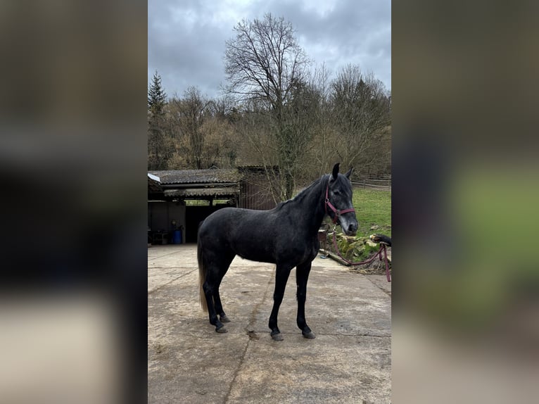 Spaans sportpaard Mix Merrie 4 Jaar 165 cm Zwartschimmel in Lahr/Schwarzwald