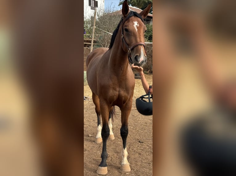 Spaans sportpaard Merrie 4 Jaar 166 cm Bruin in San Cristobal De La Laguna