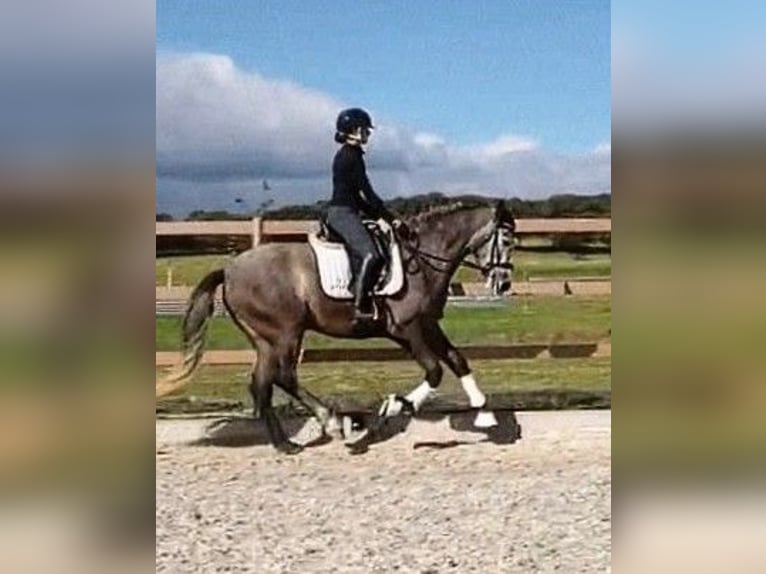 Spaans sportpaard Merrie 4 Jaar 167 cm Appelschimmel in Sevilla
