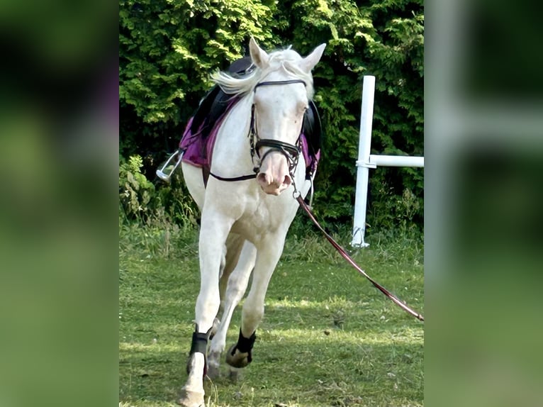Spaans sportpaard Mix Merrie 4 Jaar 168 cm Cremello in ThemesgrundPolzen