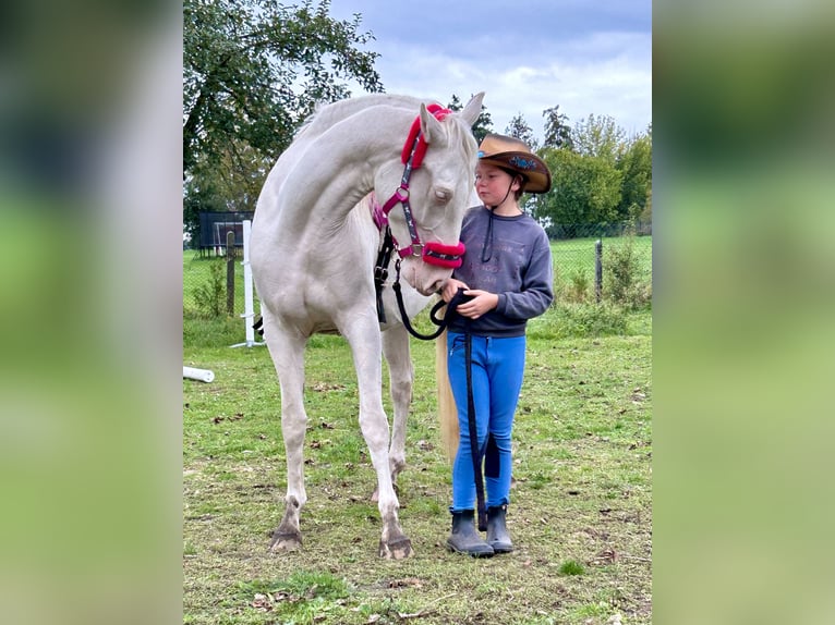 Spaans sportpaard Mix Merrie 4 Jaar 168 cm Cremello in ThemesgrundPolzen