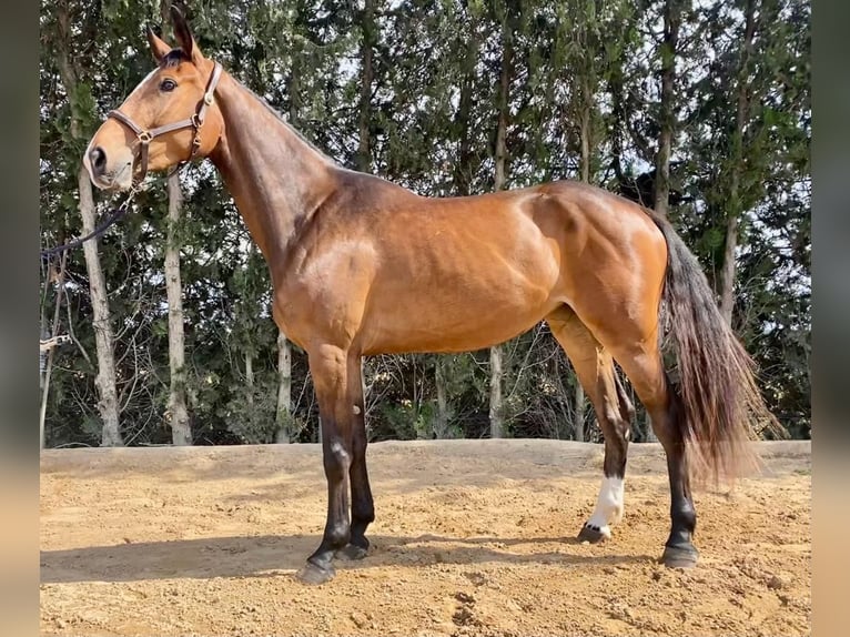 Spaans sportpaard Merrie 4 Jaar 172 cm Brauner in Aldea, La (Gijon)