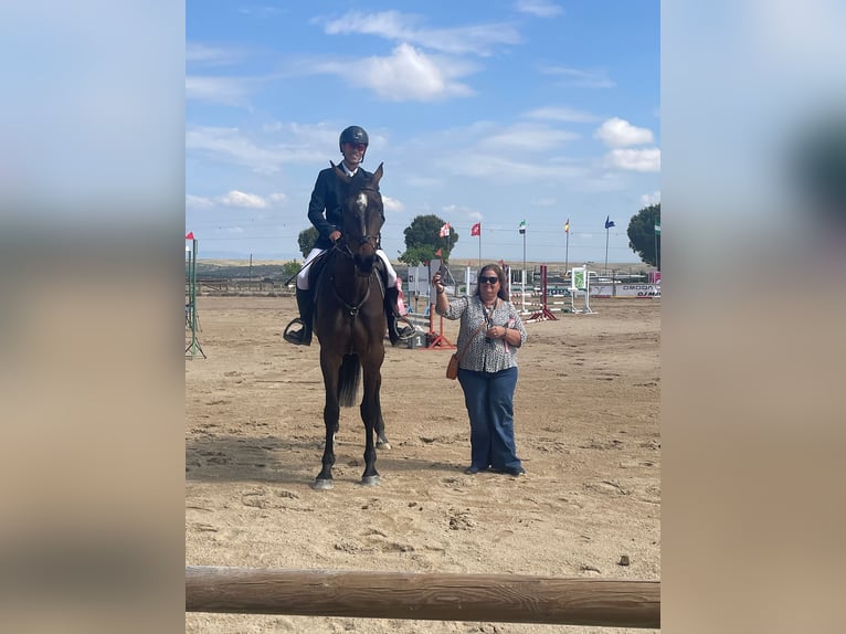 Spaans sportpaard Merrie 4 Jaar 178 cm Zwart in Alcorcon