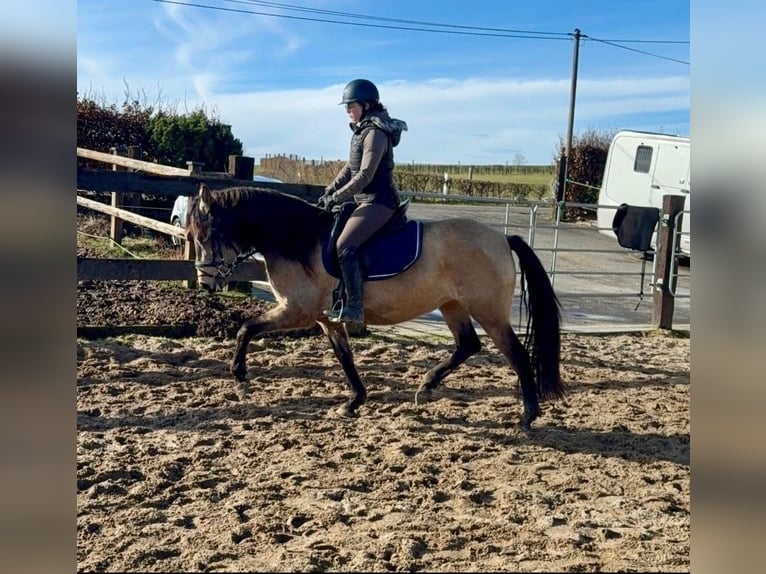 Spaans sportpaard Merrie 5 Jaar 155 cm Falbe in Daleiden