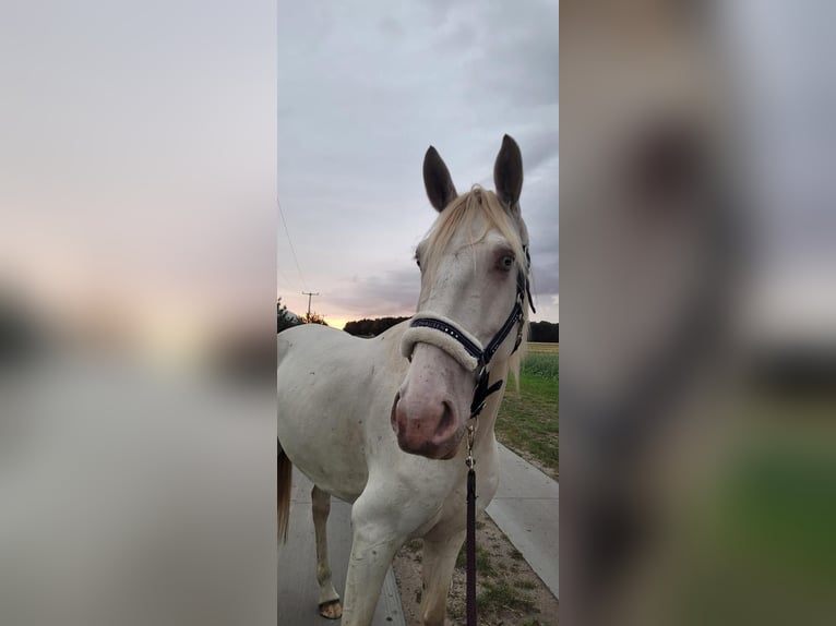 Spaans sportpaard Merrie 5 Jaar 157 cm Cremello in Klietz