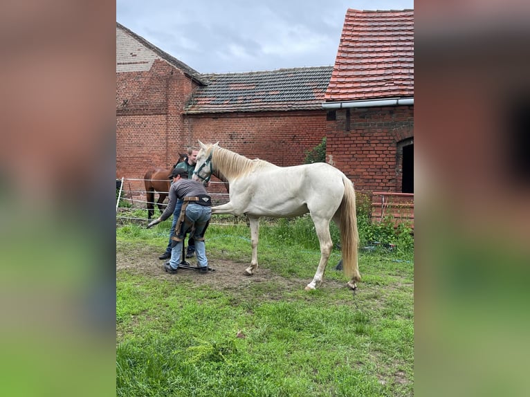 Spaans sportpaard Merrie 5 Jaar 157 cm Cremello in Klietz