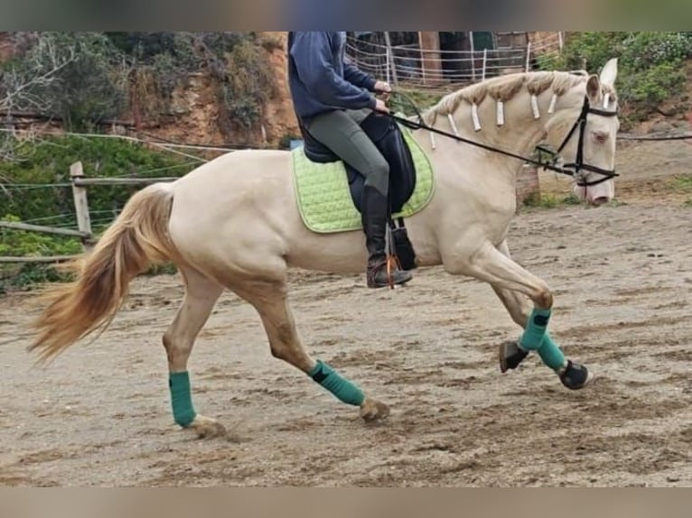 Spaans sportpaard Merrie 5 Jaar 165 cm Cremello in Gava