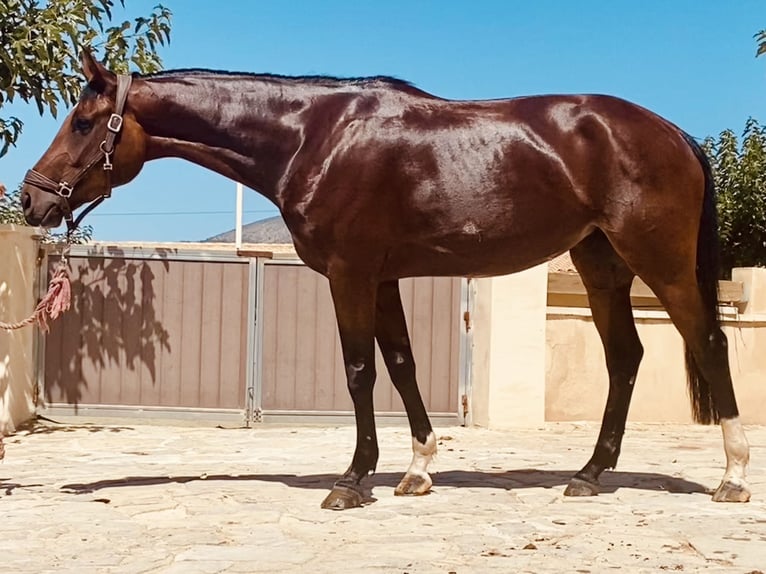 Spaans sportpaard Merrie 5 Jaar 165 cm Roodbruin in Boqueres