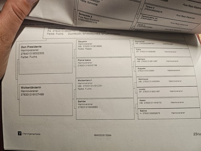 Spaans sportpaard Merrie 5 Jaar 167 cm Donkerbruin in Th&#xFC;mmlitzwalde
