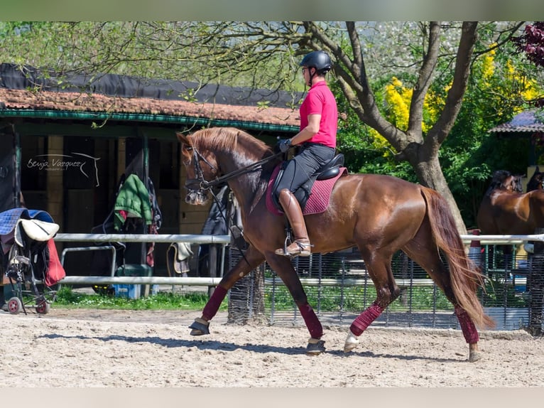Spaans sportpaard Merrie 5 Jaar 168 cm Donkerbruin in Lezama