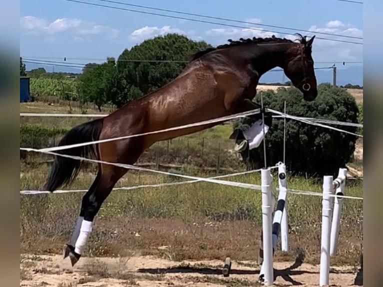 Spaans sportpaard Merrie 5 Jaar 180 cm Bruin in Donostia-San Sebastian